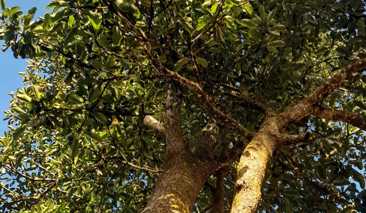 Un Grand Natte centenaire retrouvé sur le site de reforestation de Trou aux Cerfs
